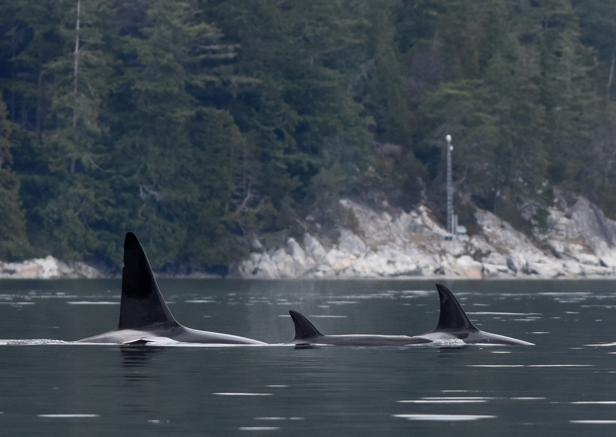 T60s | Bigg's (Transient) Killer Whales